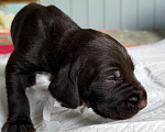 Собаки в Ярославле: Щенки Дратхаара Мальчик, Бесплатно - фото 4