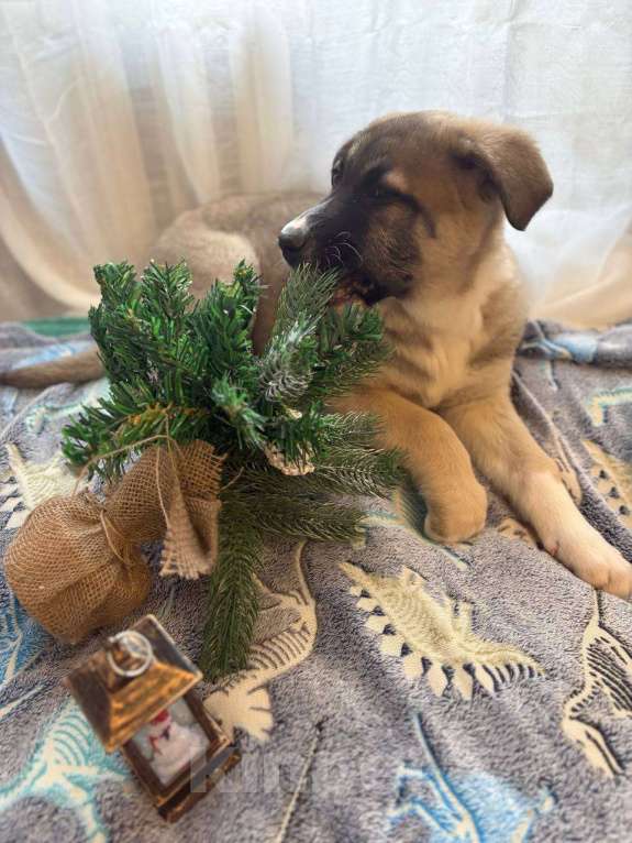 Собаки в Москве: Щенок в добрые руки Девочка, Бесплатно - фото 4