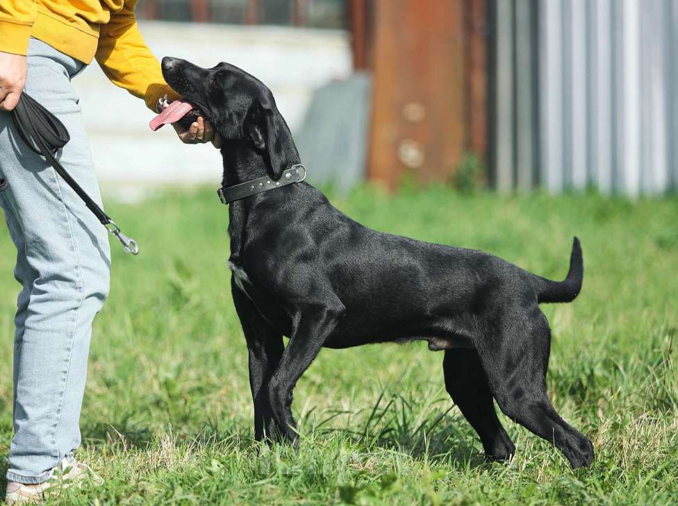 Собаки в Москве: Дерику нужен дом  Мальчик, Бесплатно - фото 2