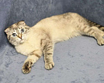 Кошки в Москве: Голуба ищет дом Девочка, Бесплатно - фото 2