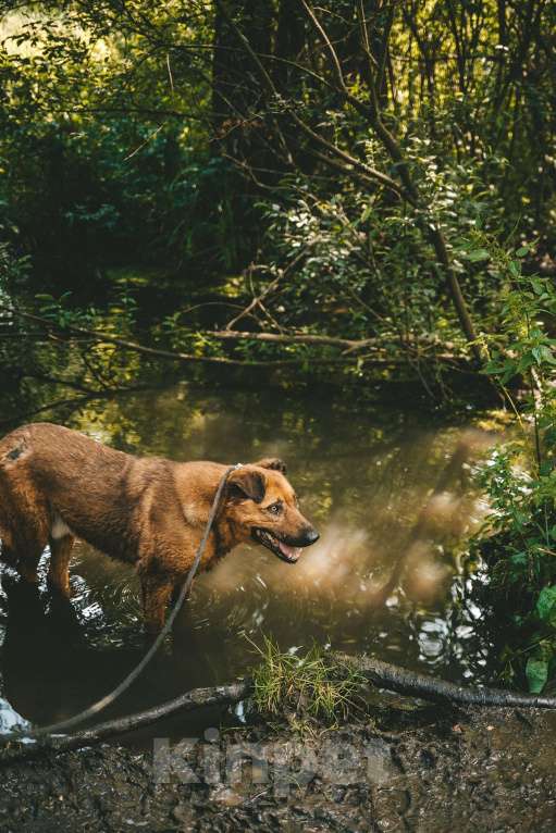 Собаки в Москве: Руфо Мальчик, Бесплатно - фото 3
