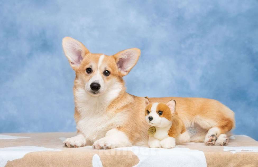 Собаки в Москве: Пемброк бобтейл Девочка, 100 000 руб. - фото 1