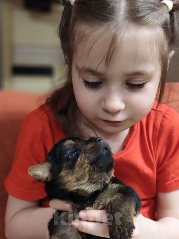 Собаки в Красноярске: Щенки норфолк терьера Девочка, 100 000 руб. - фото 3