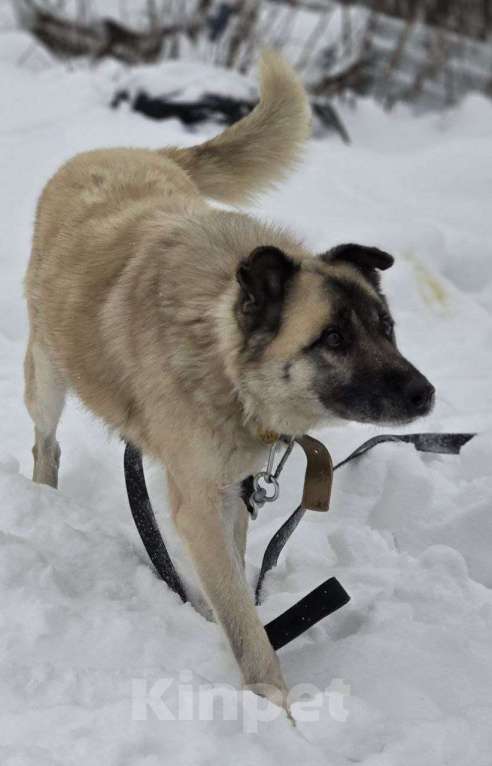 Собаки в Королеве: Боб живет в приюте и мечтает найти своего человека! Мальчик, Бесплатно - фото 6
