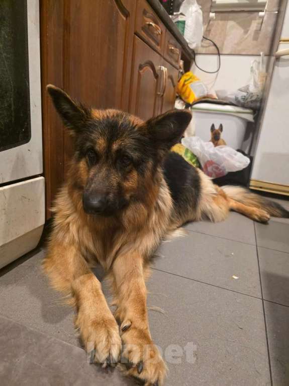 Собаки в Москве: Щенки от мамы-овчарки в дар Мальчик, 1 руб. - фото 1