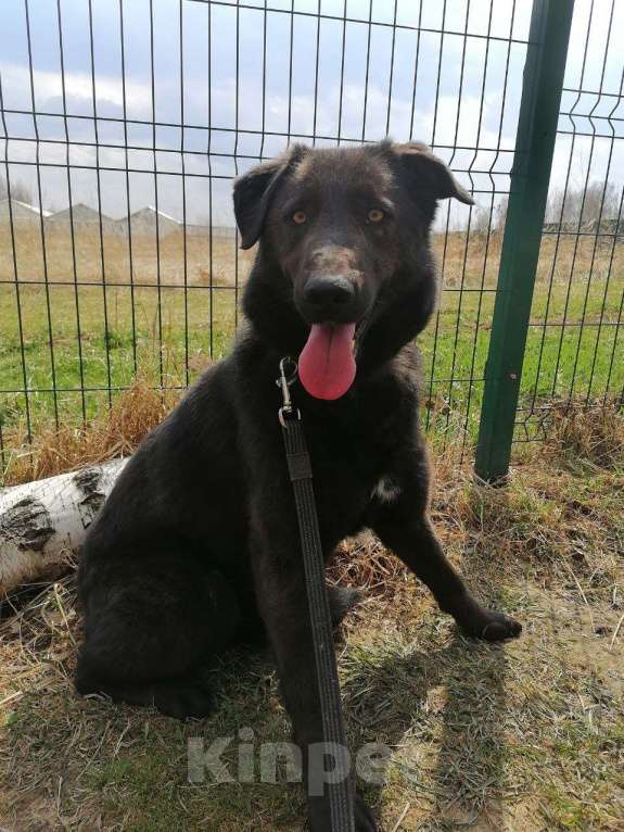 Собаки в Москве: Сури, нежный ребенок из приюта Девочка, Бесплатно - фото 4