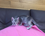 Кошки в Краснодаре: Кошечка в добрые руки бесплатно Девочка, Бесплатно - фото 4