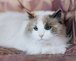 Кошки в Москве: Голубоглазая красавица кошка Каша ищет дом! Девочка, Бесплатно - фото 7