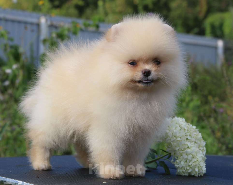 Собаки в Москве: померанский шпиц  Девочка, 50 000 руб. - фото 6