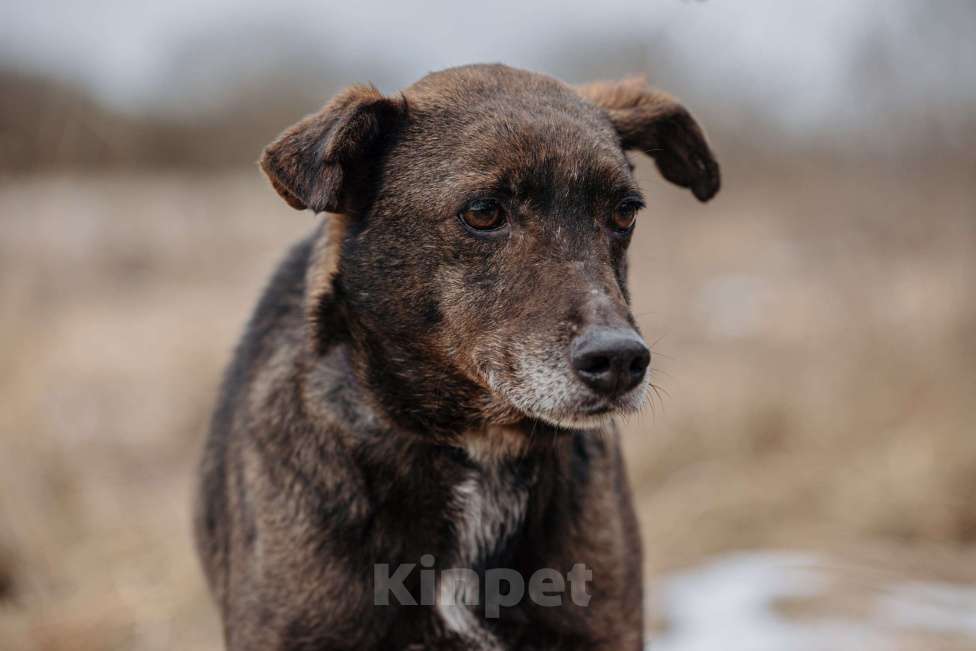Собаки в Москве: Маленькая собачка в добрые руки Девочка, Бесплатно - фото 3