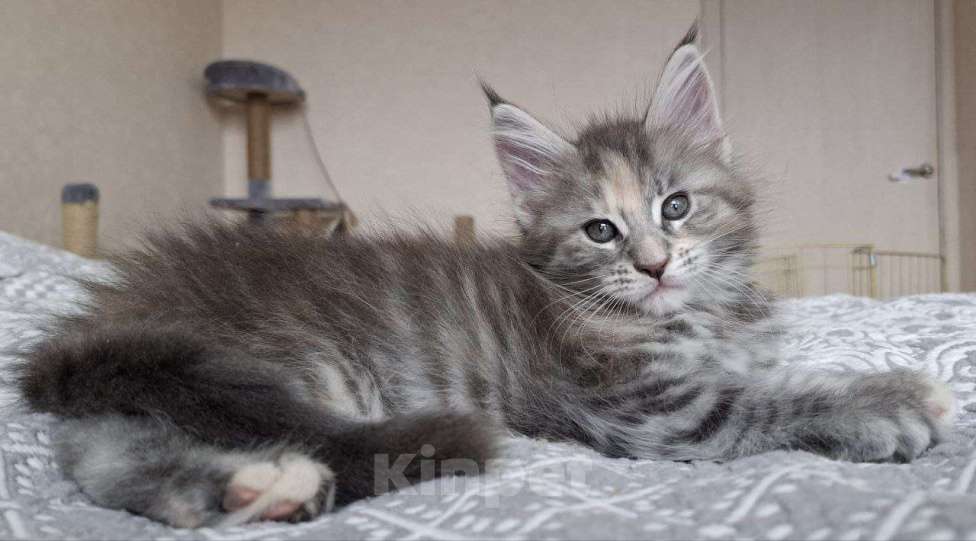 Кошки в Геленджике: Продаётся котёнок мейн-кун, девочка, серебристый окрас fs 24, из питомника EdenLight (Геленджик) Девочка, Бесплатно - фото 6