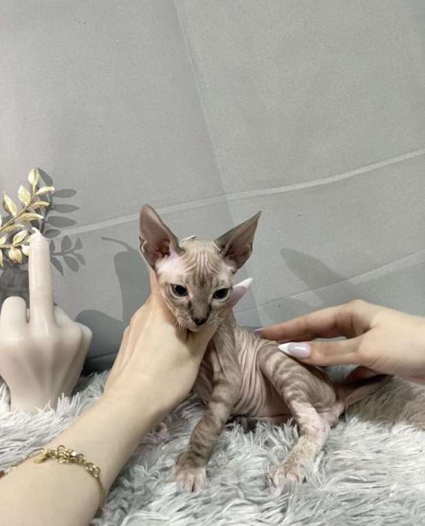 Кошки в Люберцах: Донские котята с документами  Мальчик, 20 000 руб. - фото 2