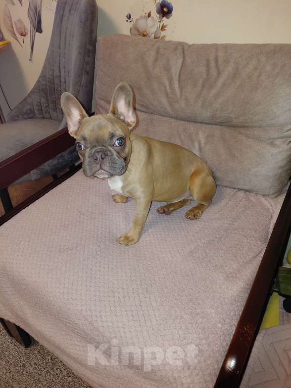 Собаки в Воронеже: Щенок французкого бульдога Мальчик, 20 000 руб. - фото 2