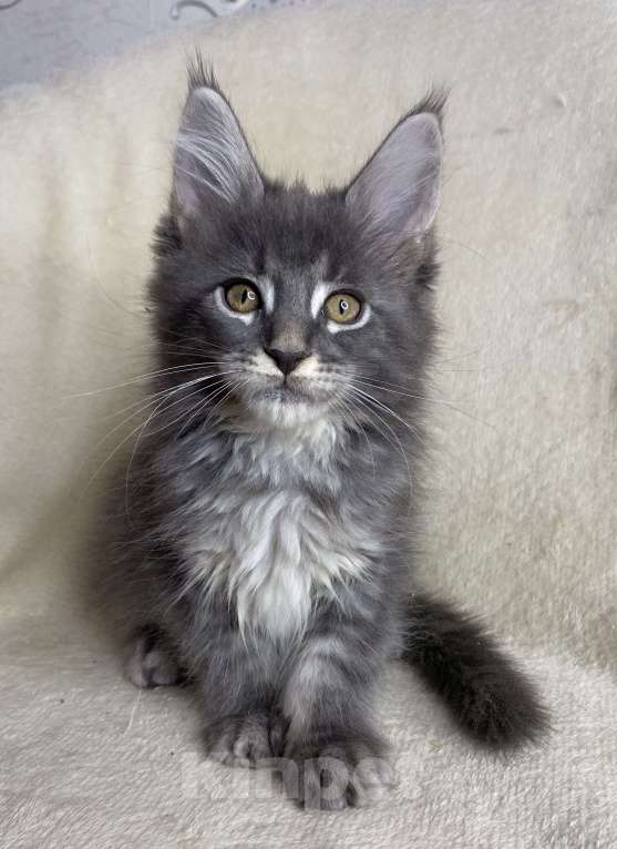 Кошки в Дмитрове: Голубая тикированная девочка Xeveria Девочка, 30 000 руб. - фото 2