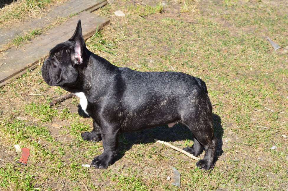 Собаки в Старом Купавне: Вениамин Мальчик, 60 000 руб. - фото 3