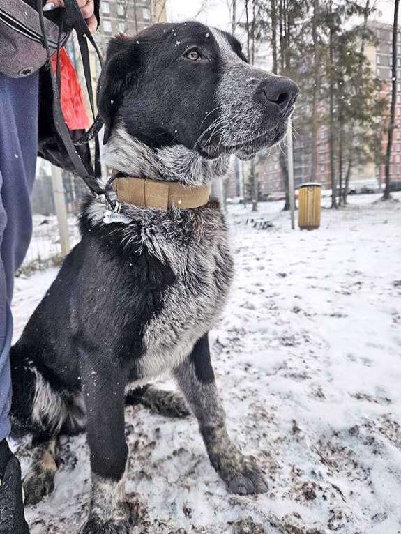 Собаки в Санкт-Петербурге: Миша, тот самый пёс, которого Вы будете называть “наш” Мальчик, 10 руб. - фото 5