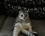 Кошки в Екатеринбурге: Стеша  Девочка, Бесплатно - фото 4