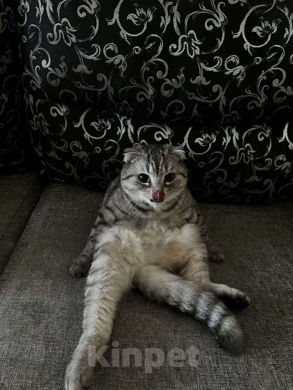 Кошки в Екатеринбурге: Стеша  Девочка, Бесплатно - фото 4