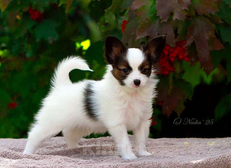 Собаки в других городах Алтайского края: Щенок папийона Мальчик, 50 000 руб. - фото 2