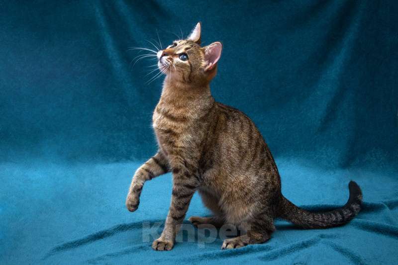 Кошки в Москве: Удивительная грациозная добрейшая кошечка Альфа в добрые руки Девочка, 1 руб. - фото 4