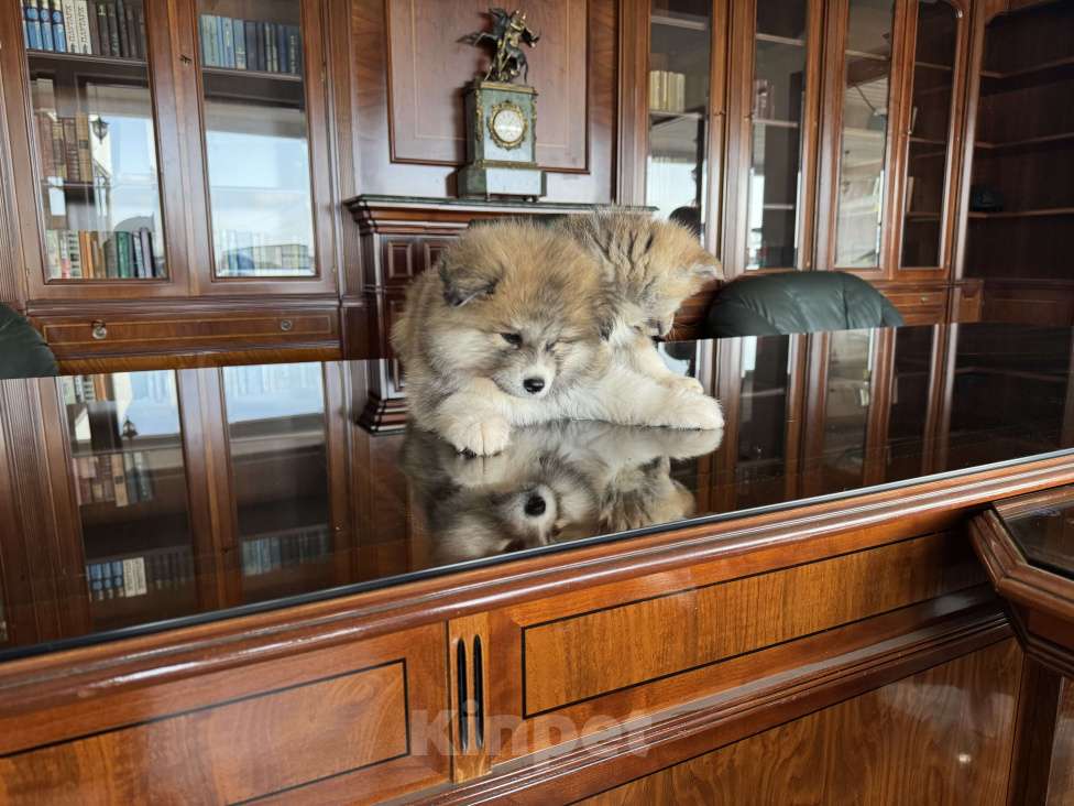 Собаки в Краснодаре: Щенки акита ину(17.02.25) Девочка, 25 000 руб. - фото 2