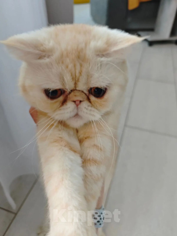 Кошки в Ростове-на-Дону: Котята короткошерстных персидских экзотов Мальчик, 20 000 руб. - фото 8