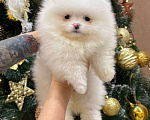 Собаки в Перми: Щенок померанского шпица Девочка, 60 000 руб. - фото 2