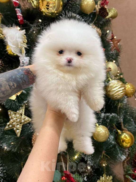 Собаки в Перми: Щенок померанского шпица Девочка, 60 000 руб. - фото 2