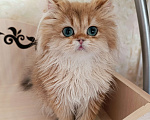 Кошки в Санкт-Петербурге: Золотой британец Мальчик, 20 000 руб. - фото 3