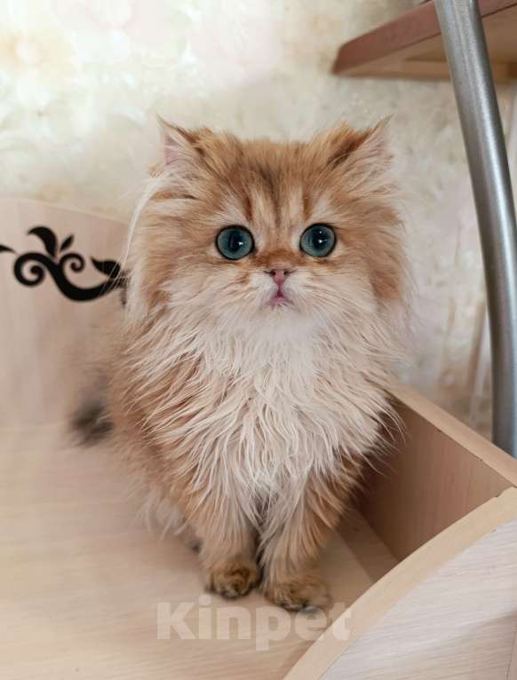 Кошки в Санкт-Петербурге: Золотой британец Мальчик, 20 000 руб. - фото 3
