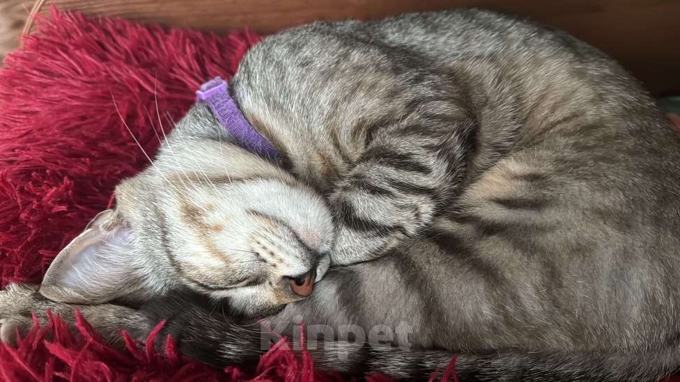 Кошки в Сочи: Ищем кота, Ричард!!!Срочно!!! Мальчик, 5 500 руб. - фото 2