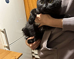 Кошки в Москве: Найдена черная кошка Девочка, 1 руб. - фото 1