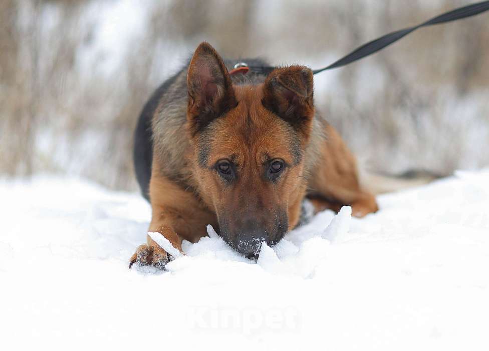Собаки в Москве: Овчарка никак не может найти дом Девочка, Бесплатно - фото 4