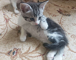 Кошки в Геленджике: Саймон  Мальчик, Бесплатно - фото 1