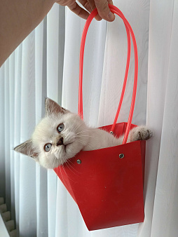 Шотландский прямоухий котенок