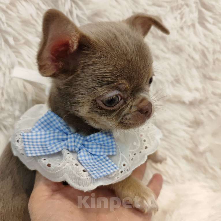 Собаки в Самаре: Девочка чихуахуа Девочка, Бесплатно - фото 1