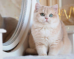 Кошки в Москве: Британский котенок Ява Девочка, 130 000 руб. - фото 1