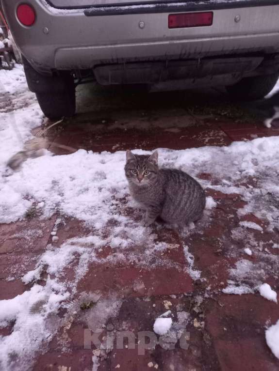 Кошки в других городах Московской области: SOS! Котёнок СРОЧНО ищет дом!!! Мальчик, Бесплатно - фото 2