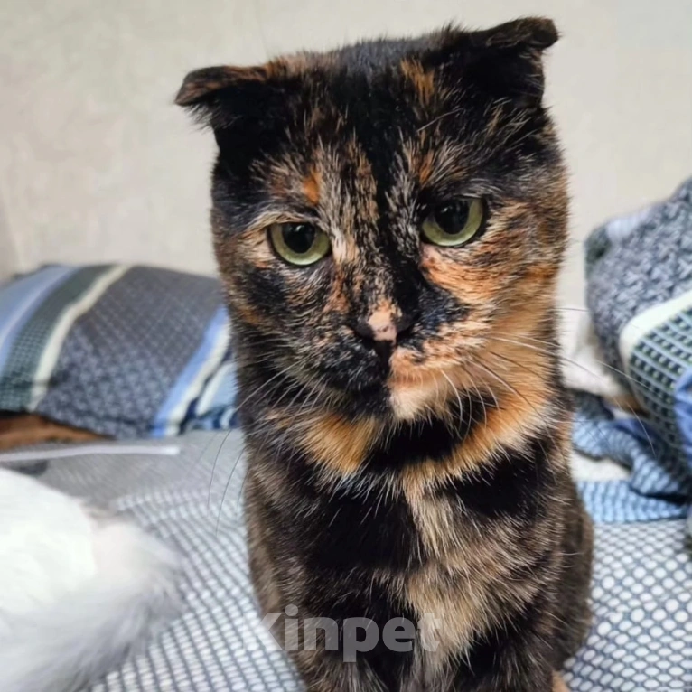 Кошки в Москве: Кошечка Счастье Девочка, Бесплатно - фото 4