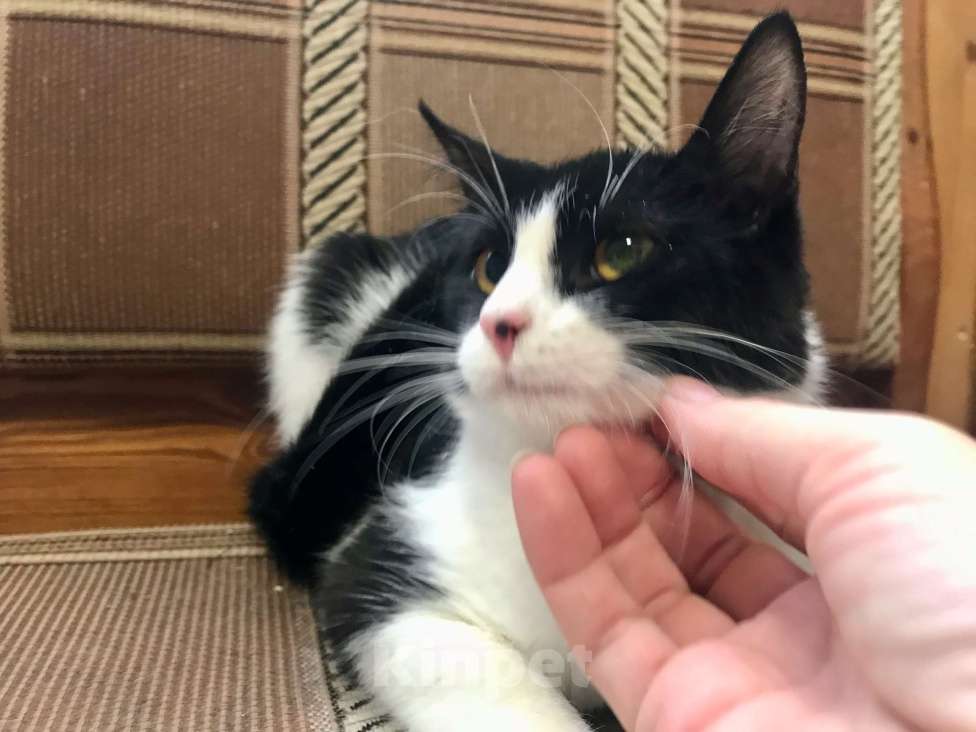 Кошки в Санкт-Петербурге: Клякса Девочка, Бесплатно - фото 1