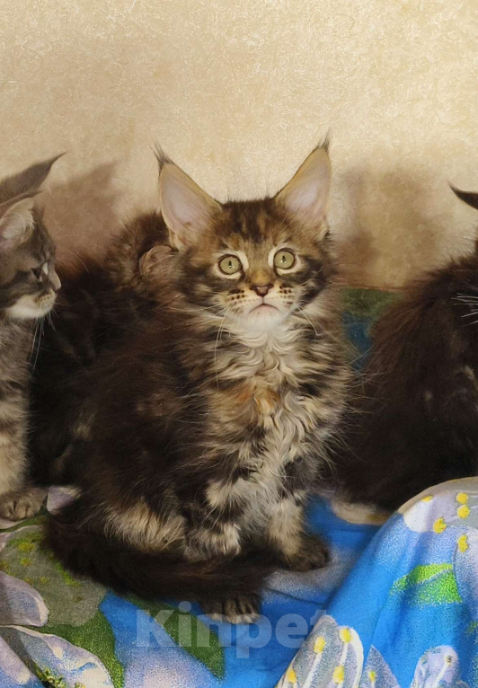 Кошки в Москве: Котёнок Мейн-Кун из питомника Девочка Девочка, 50 000 руб. - фото 4