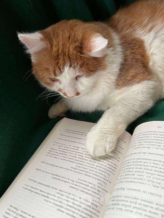 Кошки в Санкт-Петербурге: Красивый пушистый кот ищет дом Мальчик, Бесплатно - фото 5