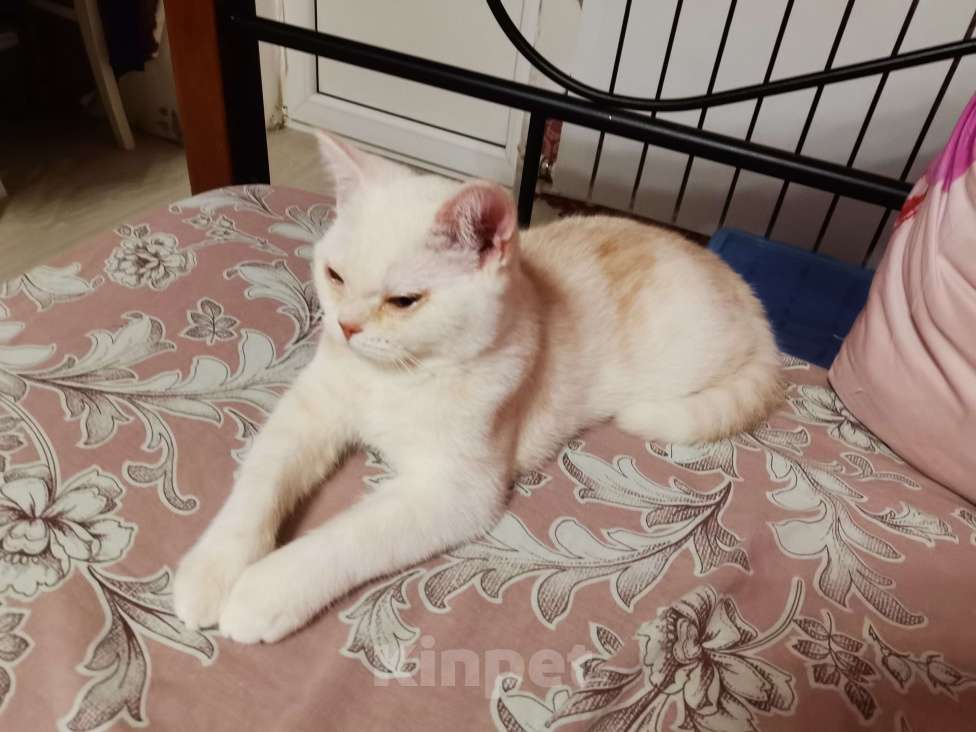 Кошки в Мытищах: Шотландцы котята  Мальчик, 10 000 руб. - фото 2