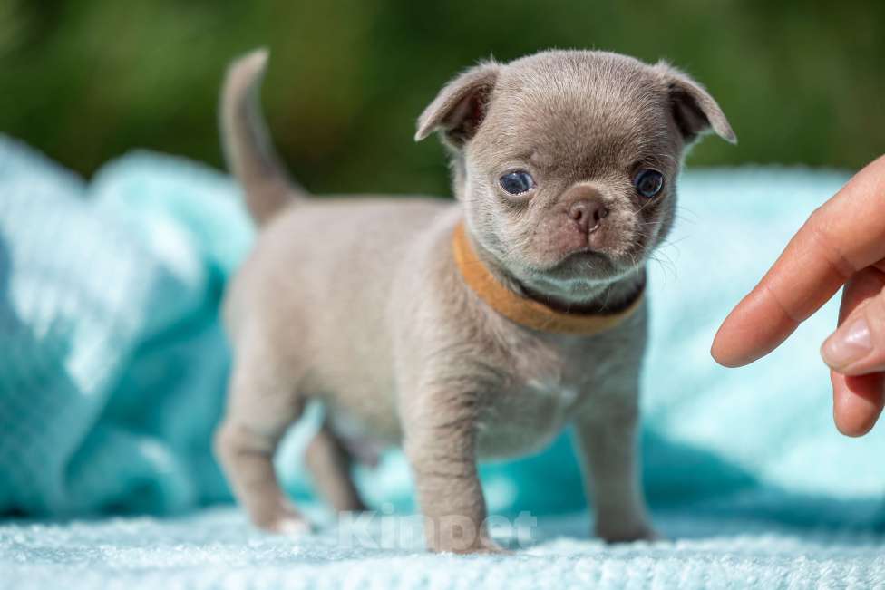 Собаки в Ижевске: Арчи Мальчик, 65 000 руб. - фото 5