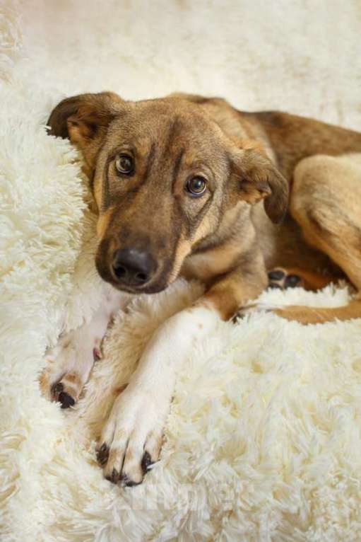 Собаки в Москве: Новогодний подарок Молли для Вас! Девочка, 1 руб. - фото 3