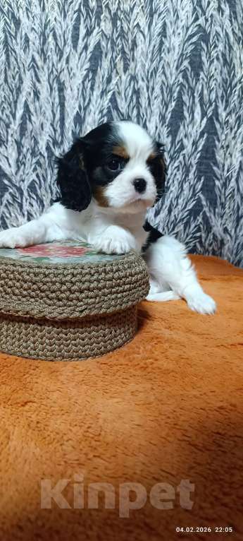 Собаки в Ярославле: щенки Кавалер Кинг Чарльз спаниель Девочка, 80 000 руб. - фото 1