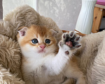 Кошки в Сочи: Шотландские вислоухие котята Разнополые, Бесплатно - фото 8
