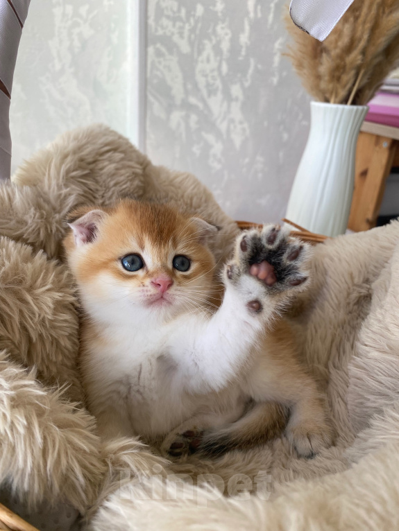 Кошки в Сочи: Шотландские вислоухие котята Разнополые, Бесплатно - фото 8