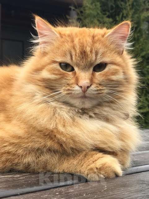 Кошки в Москве: Кошечка Марта в добрые руки Девочка, Бесплатно - фото 2