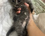 Кошки в Дербенте: Котенок в добрые руки Девочка, Бесплатно - фото 2